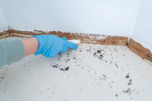 Best Affordable Pest Control Services  in Bel Air South, MD