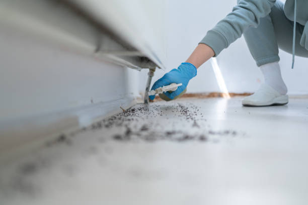 Best Rat Extermination Near Me  in Bel Air South, MD